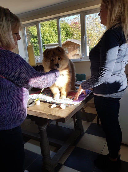 Introduction to Animal Healing And Communication Workshop - Online