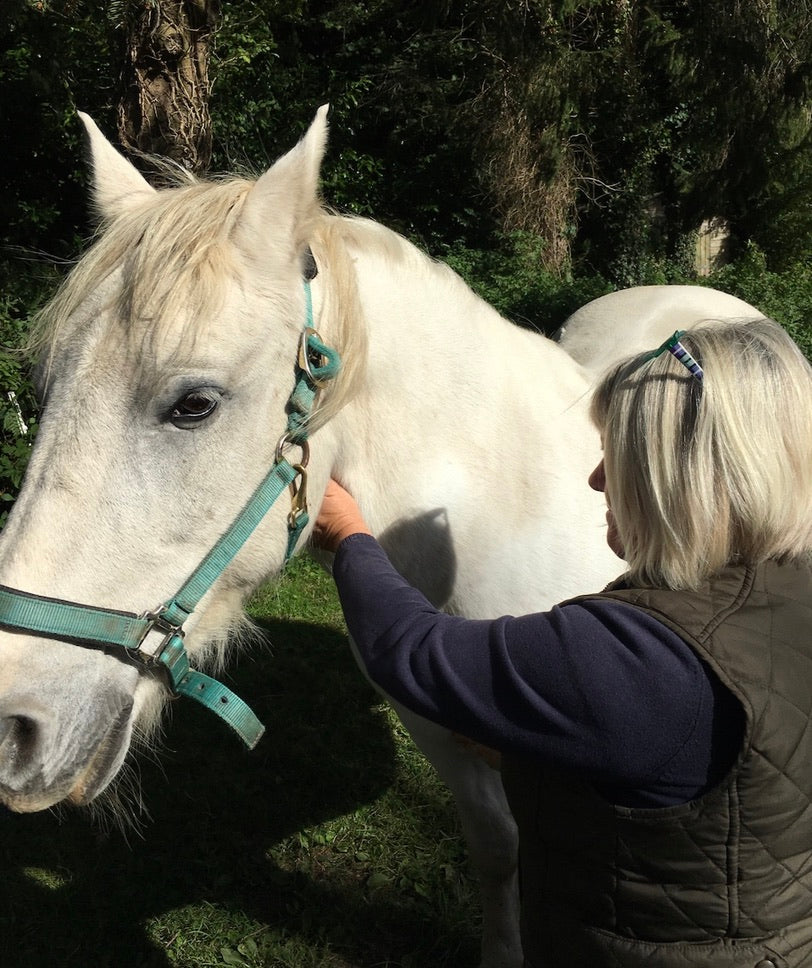 Introduction to Animal Healing And Communication Workshop - Online